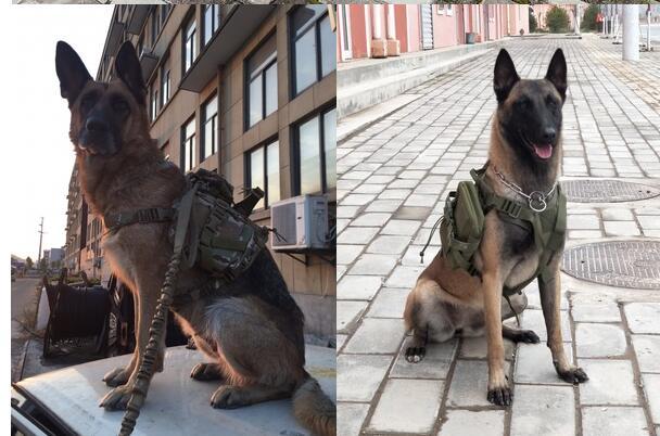 Tactical Dog Vest for Outdoor & Training