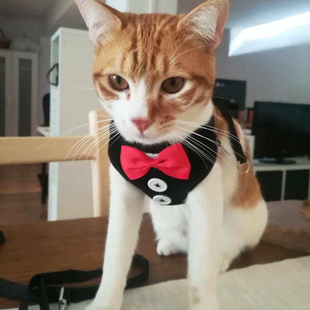 Bow evening dress pet Harness