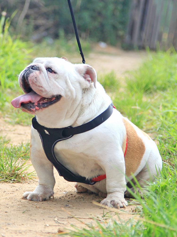 Dog Oxford cloth Walking Harness