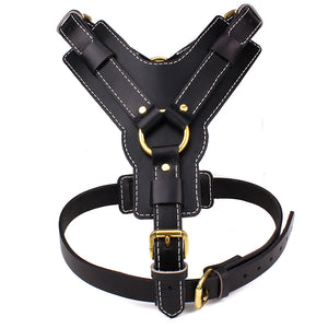 Pet chest back Harness