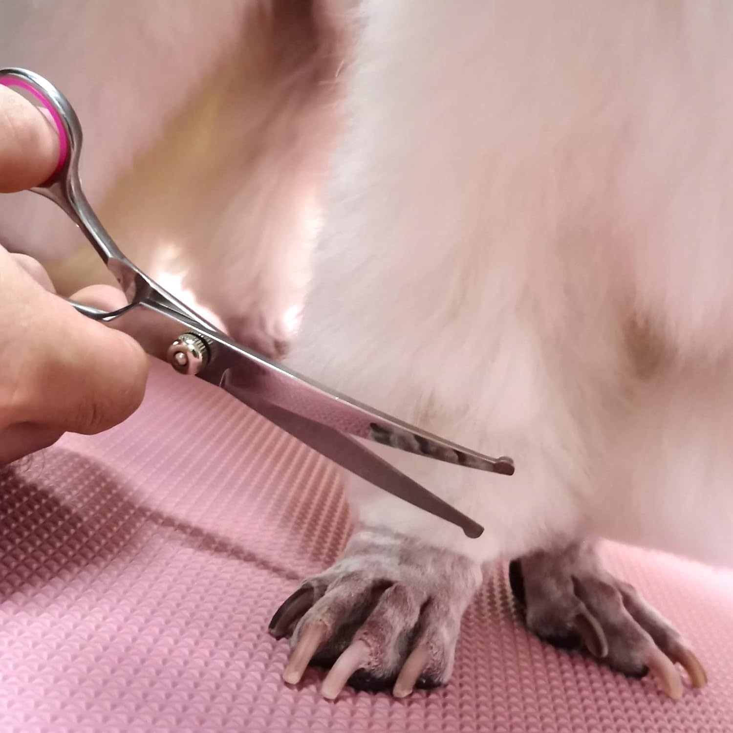Professional Dog Grooming Scissors