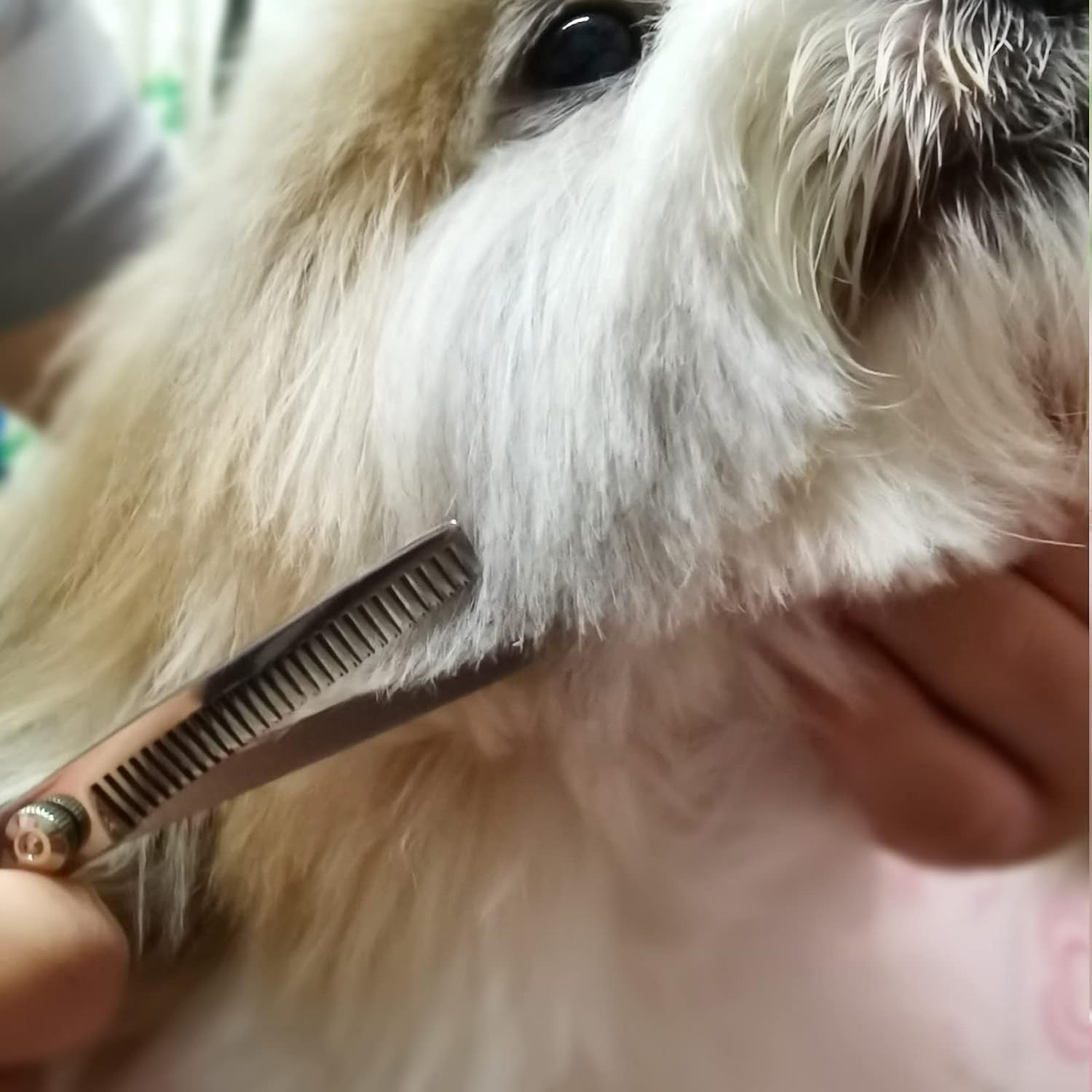 Professional Dog Grooming Scissors