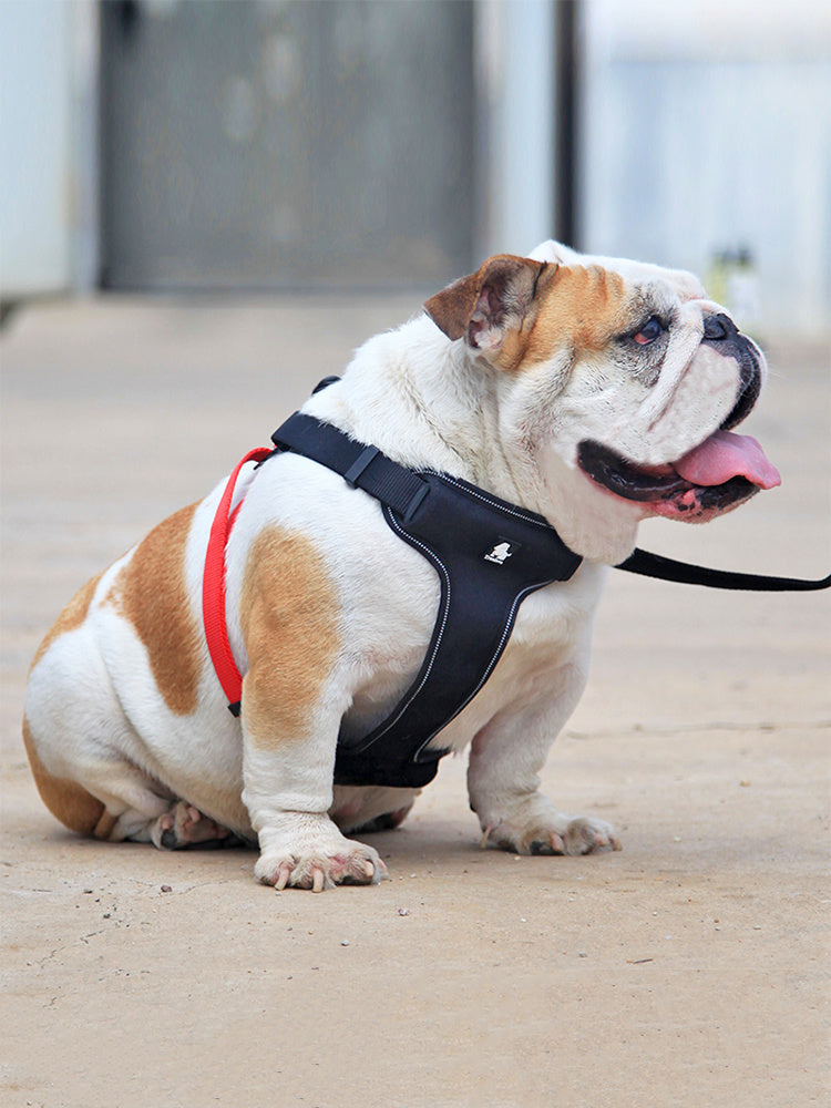 Dog Oxford cloth Walking Harness