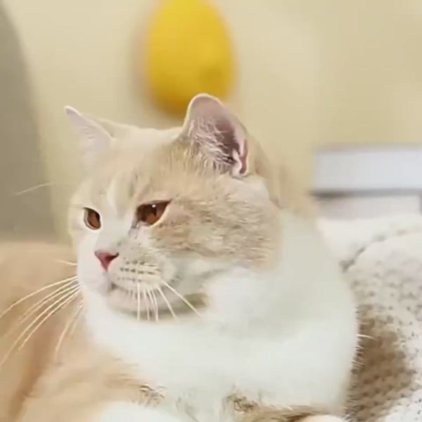 Creative Cat Grooming Portable Massage Comb And Floating Hair Remover