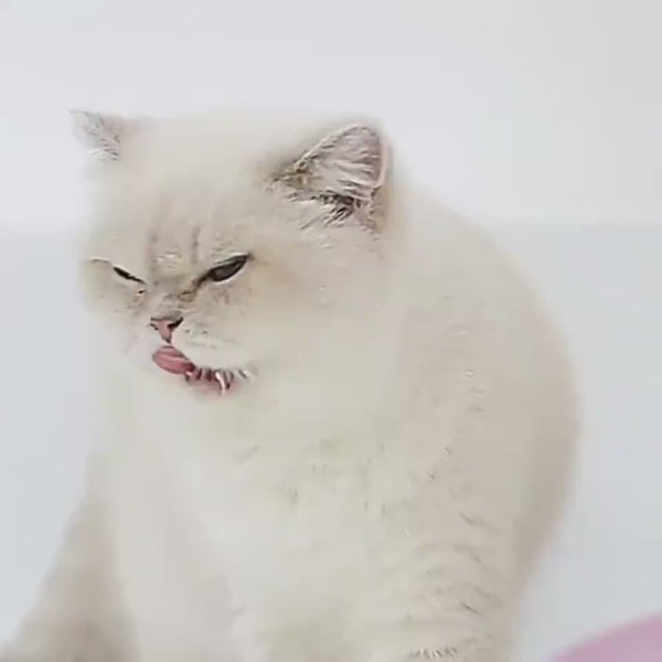 Food And Water Bowl with Stand for Cats, Dogs And Rabbits