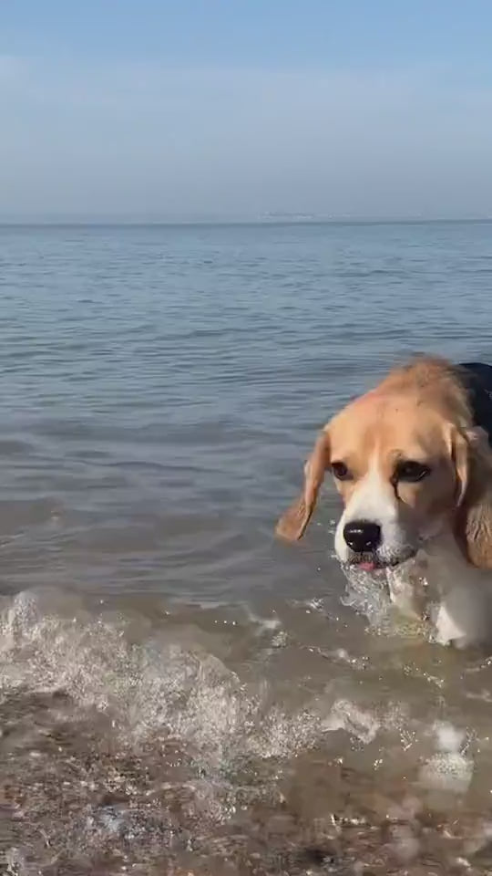 Quick-Dry Dog Towel Robe With Ultra-Absorbent Microfiber