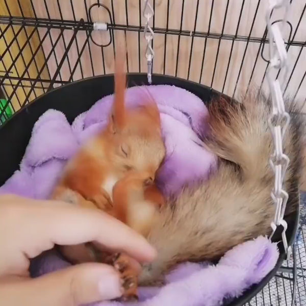 Easy-Grip Pet Nail Scissors for a Safe & Quick Trim