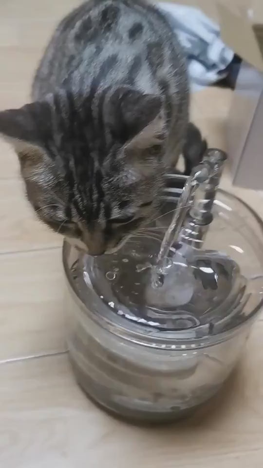 Circulating Pet Water Filter to Encourage Drinking
