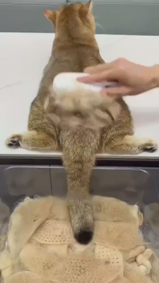 3-in-1 Steam Brush for Pet Grooming, Massage & Hair Removal