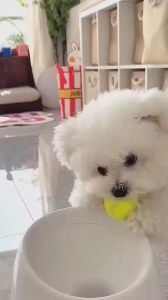 Automatic Interactive Ball Launcher For Pet's
